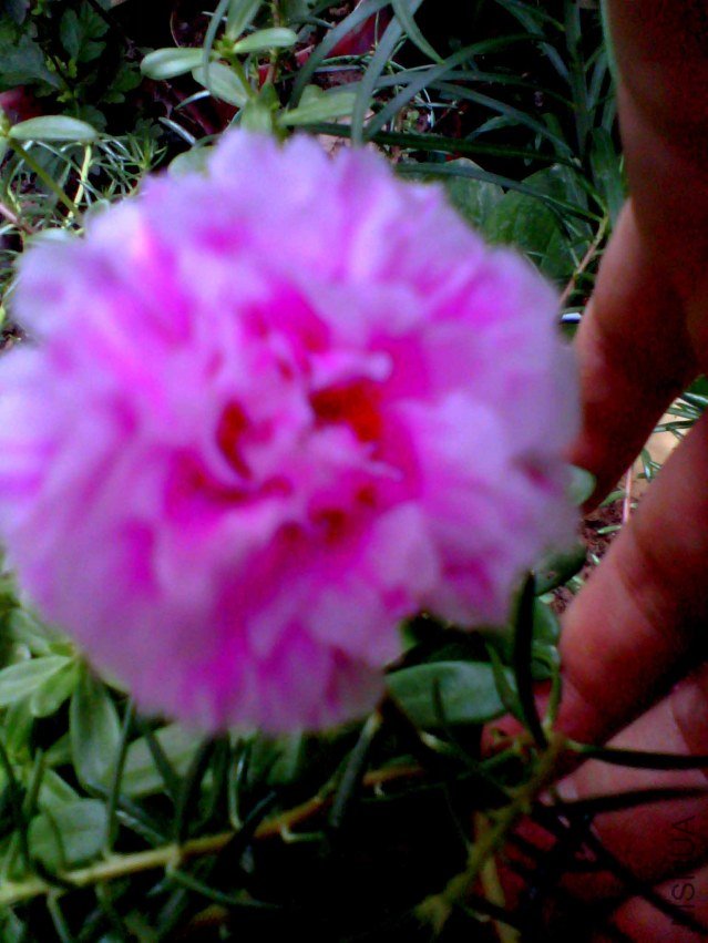 IMG_20130709_131951_0.jpg