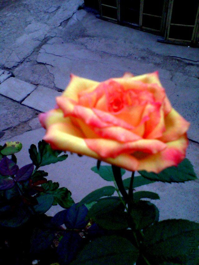 IMG_20130717_104052_0.jpg