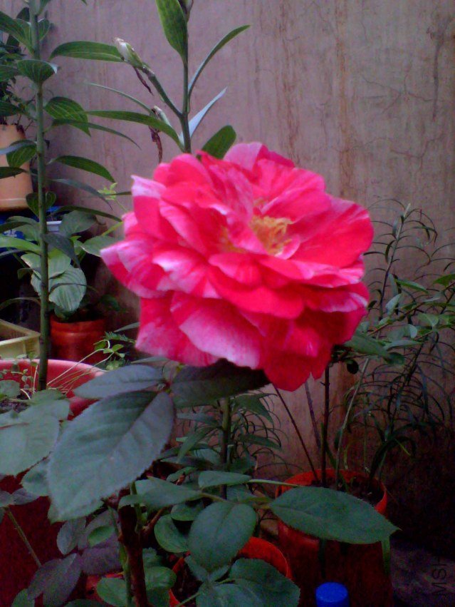 IMG_20130719_082736_0.jpg