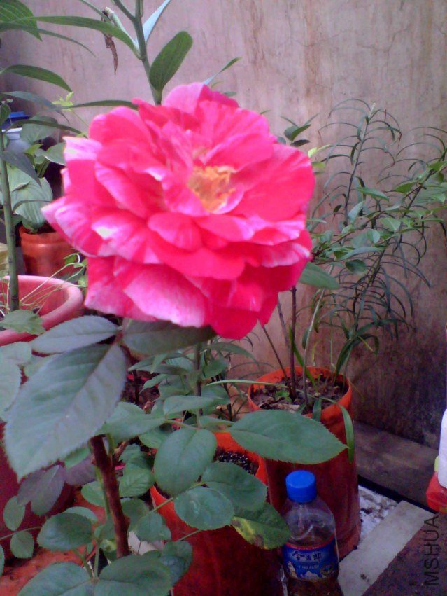 IMG_20130719_082754_0.jpg