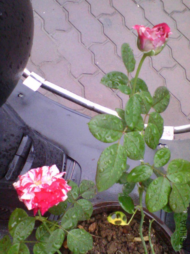 IMG_20130719_160350_0.jpg