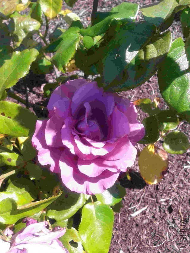 2013-07-17 14.49.26.jpg