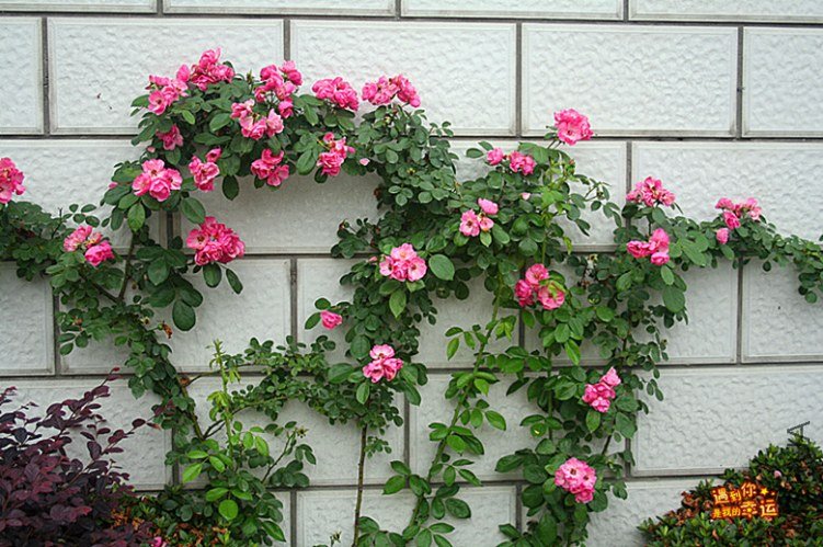 ��Ƭ 008_����.jpg