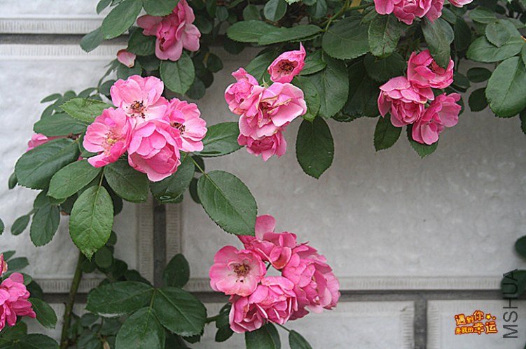 ��Ƭ 009_����.jpg