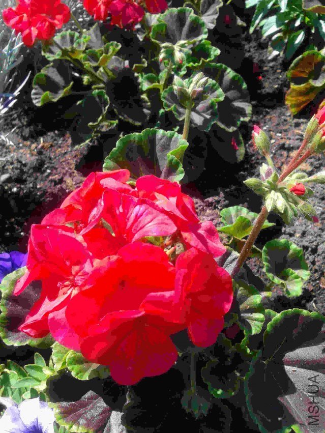 2013-07-17 14.58.04.jpg