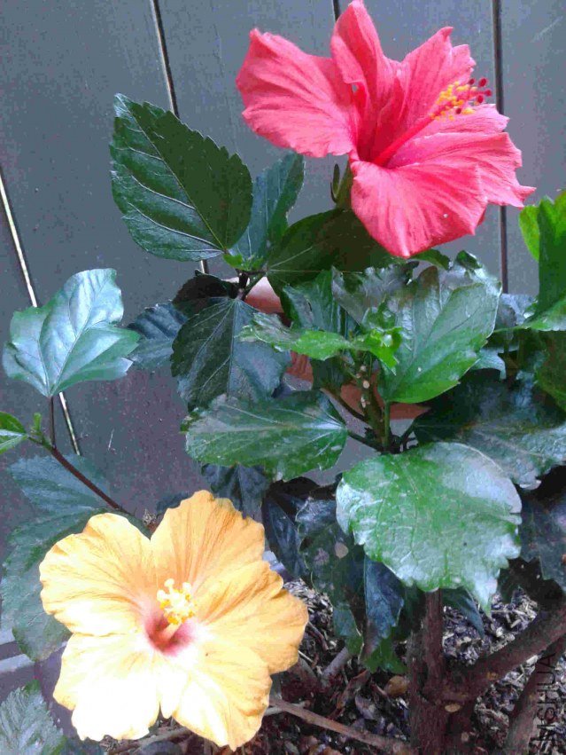 2012-08-24 15.47.25.jpg