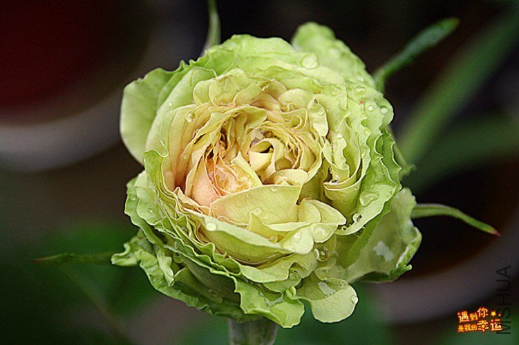 ��Ƭ 033_����.jpg