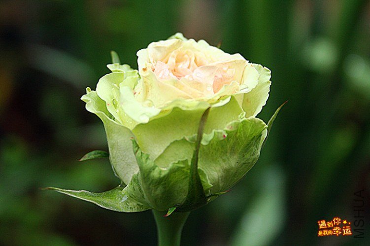 ��Ƭ 037_����.jpg