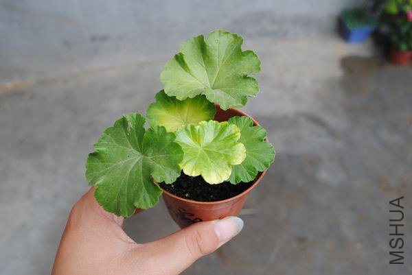 DSC_0337_����.jpg