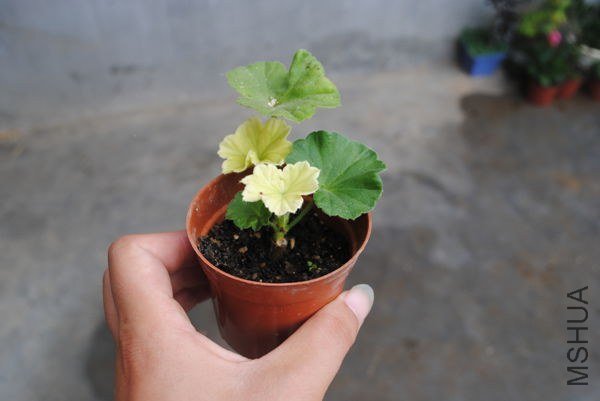 DSC_0339_����.jpg