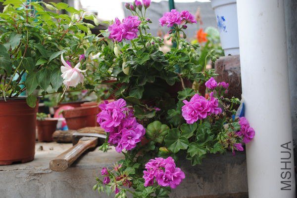 DSC_0457_����.jpg