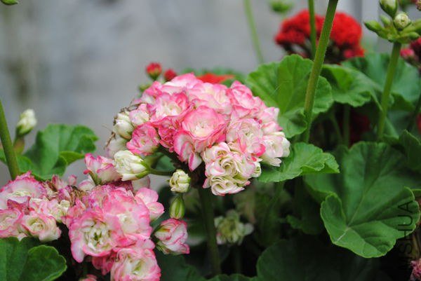 DSC_0530_����.jpg