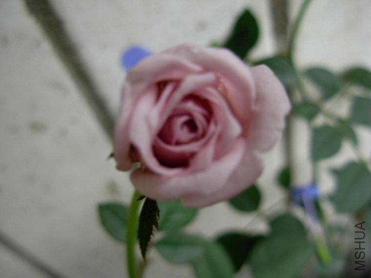 DSCN3315g.JPG