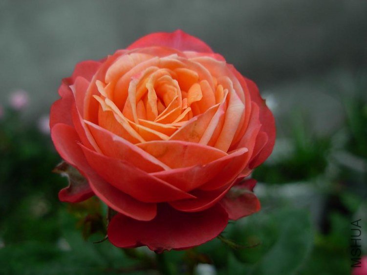 DSCN3258g.JPG