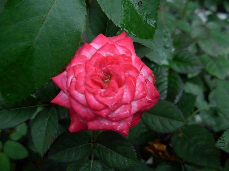 DSCN3300g.JPG