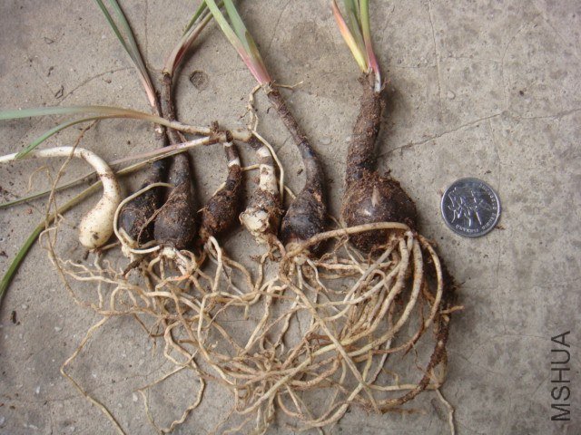 primulina