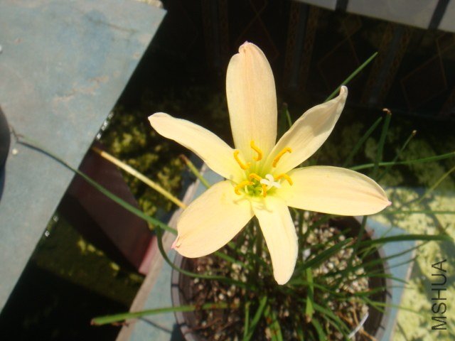 Apricot Queen 