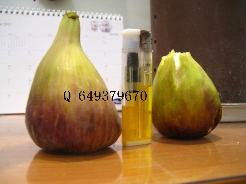 psb5.jpg