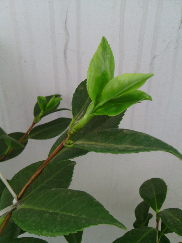 IMG_20130718_113052.jpg