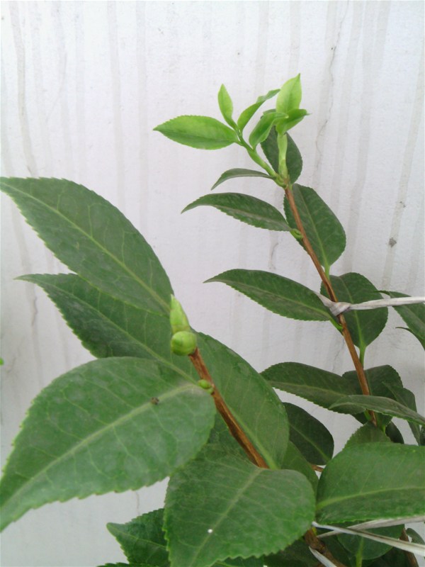 IMG_20130718_113203.jpg