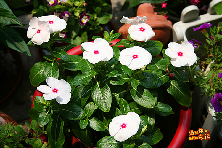 ��Ƭ 036_����_����.jpg