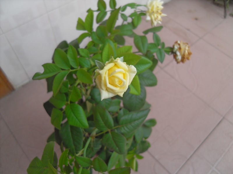 ���ĵĽ���