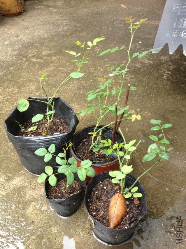QQͼƬ20130722201439.jpg