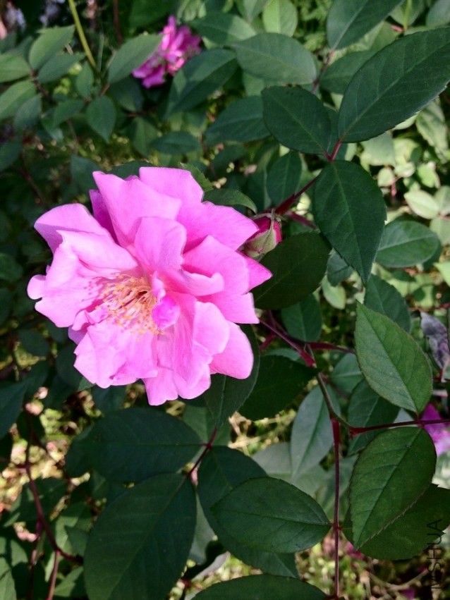 QQͼƬ20130722201530.jpg