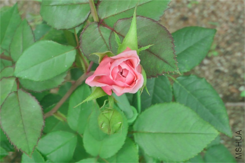 IMGA0008.JPG