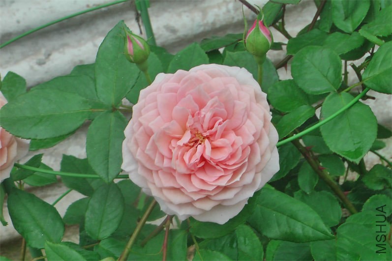IMGA0005.JPG
