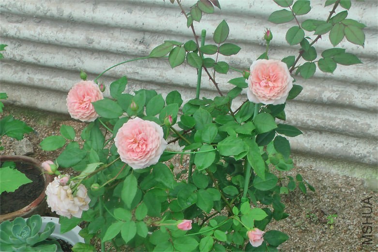 IMGA0001.JPG
