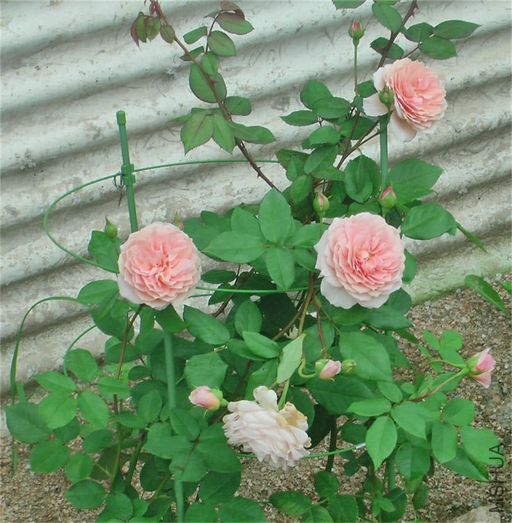 IMGA0009.JPG