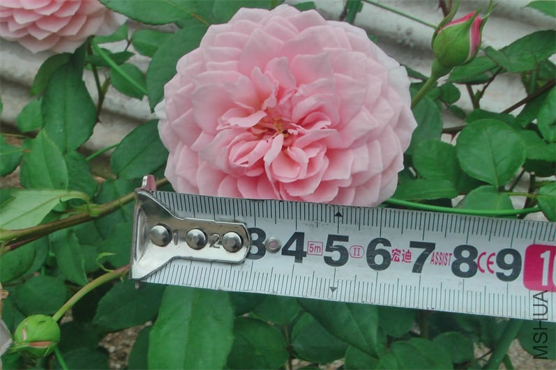 IMGA0016.JPG