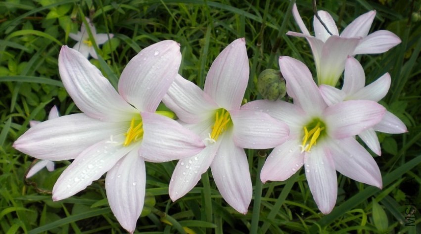 H. Robustus.jpg