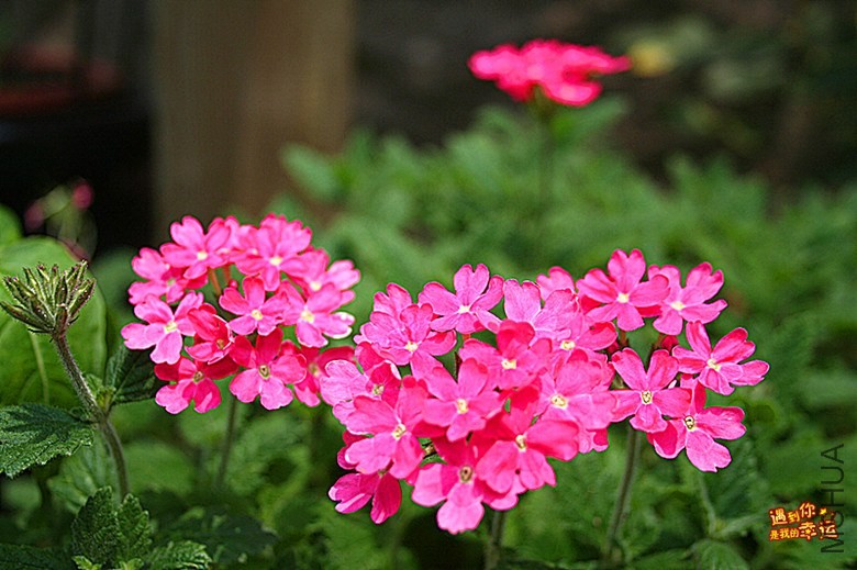 ��Ƭ 100_����.jpg