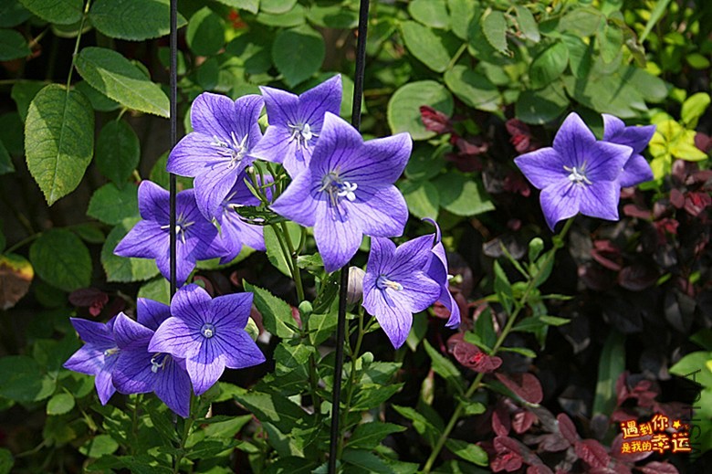 ��Ƭ 077_����.jpg