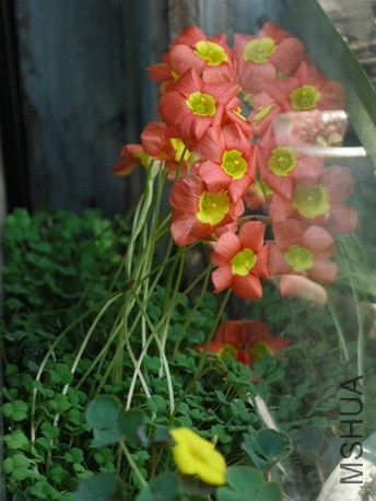 DSC_0037.jpg