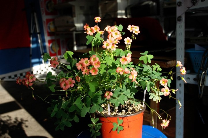 DSC_3417.jpg