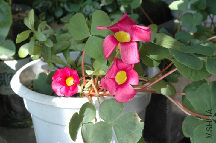 DSC_4102.jpg