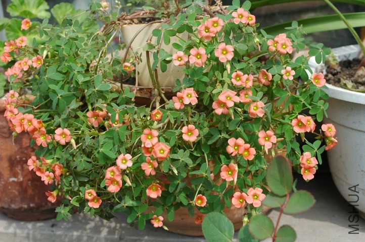 DSC_9652.jpg