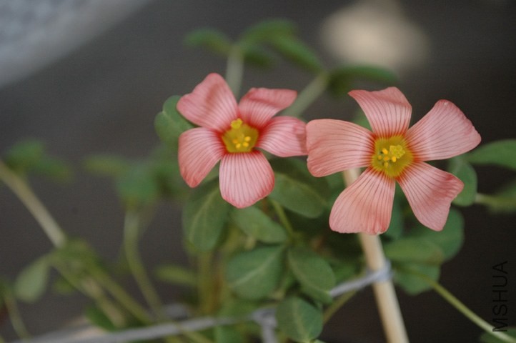 DSC_3893.jpg