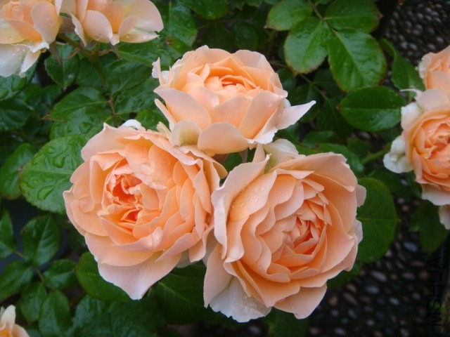 DSC07013.JPG