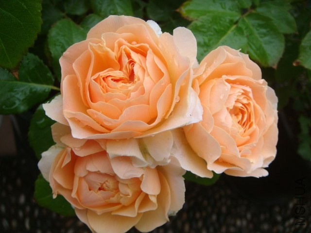 DSC07014.JPG