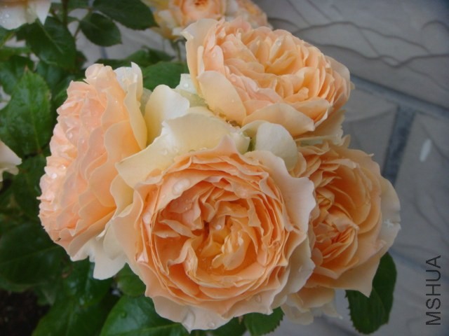 DSC07019.JPG