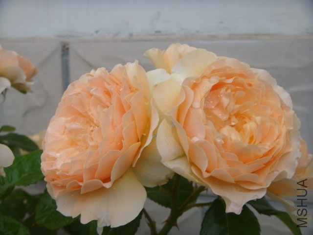 DSC07021.JPG