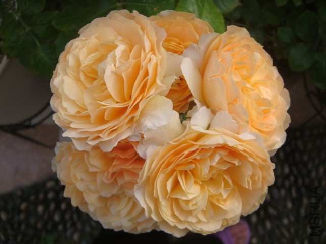 DSC07114.JPG