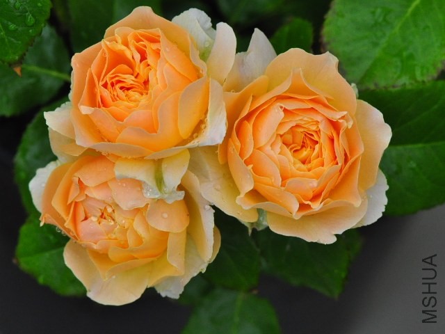 SSC_1978.JPG