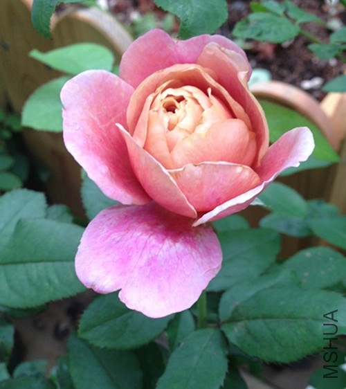 ��Ƭ 004_����.jpg