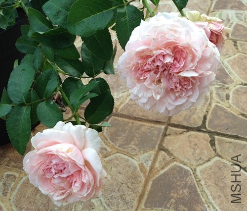 ��Ƭ 022_����.jpg