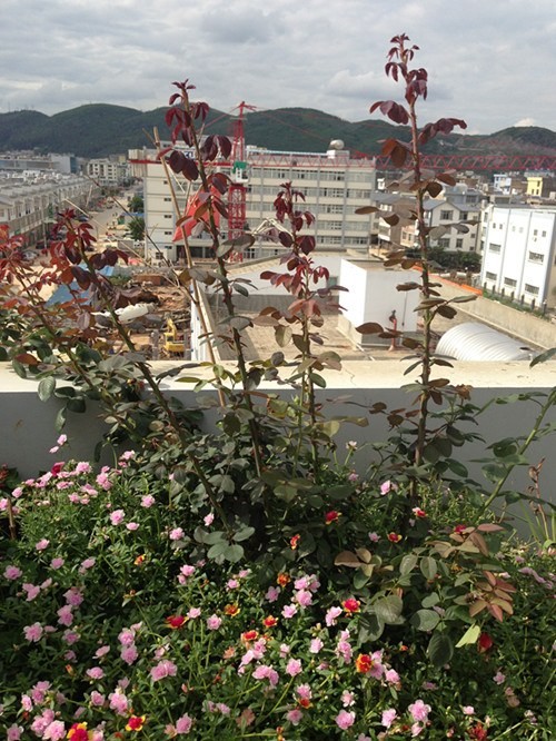 ��Ƭ 013_����.jpg